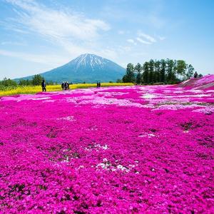高品質 芝桜 ホワイトモンブラン 9cmポット...の詳細画像2