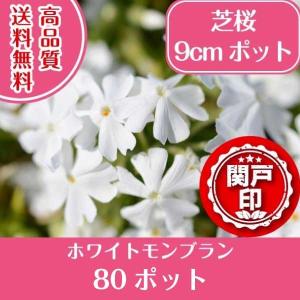 高品質 芝桜 ホワイトモンブラン 9cmポット 80ポット 送料無料(関東・東海・関西・北陸・信越に限り) グランドカバー 下草 北海道への配送不可｜s-engei