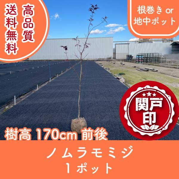 高品質 ノムラモミジ 根巻きor地中ポット 1ポット 樹高170cm前後 レビューを書いて特典あり!...