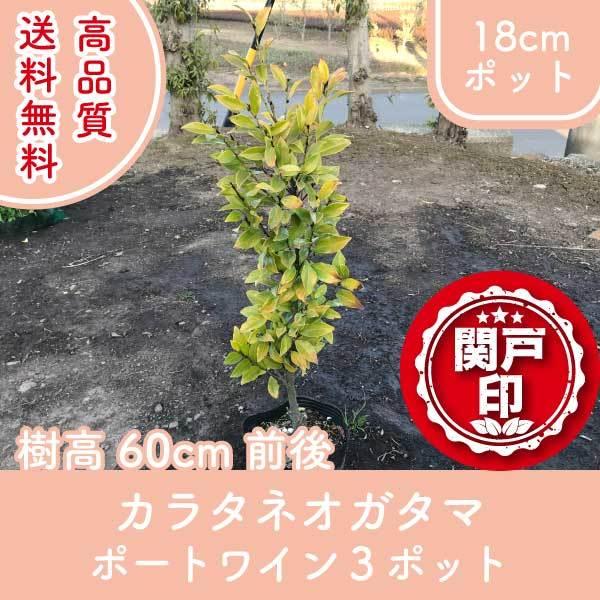 高品質 カラタネオガタマ ポートワイン 18cmポット 3ポットセット 樹高60cm レビューを書い...