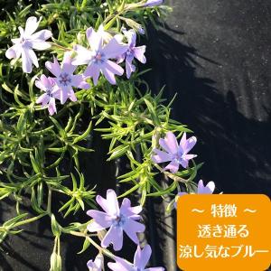 高品質 芝桜 オーキントンブルーアイ 9cmポ...の詳細画像1