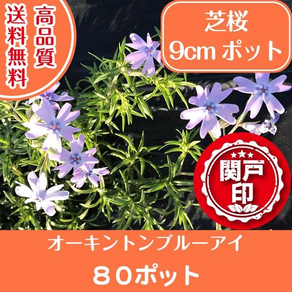 高品質 芝桜 オーキントンブルーアイ 9cmポット 80ポット 送料無料(関東・東海・関西・北陸・信...