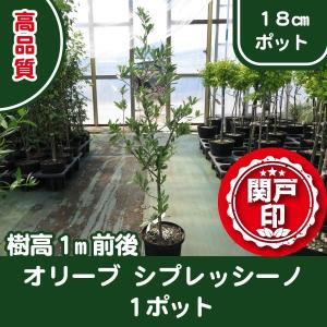 高品質　オリーブの木　シプレッシーノ　18cmポット　1ポット　樹高1m前後　レビューを書いて特典あり