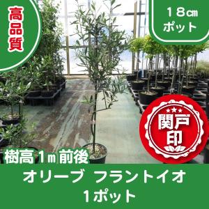 高品質 オリーブの木 ミッション 18cmポット 1ポット 樹高1m前後