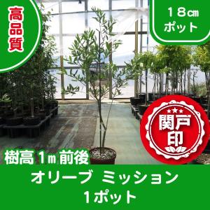 高品質　オリーブの木　ミッション　18cmポット　1ポット　樹高1m前後　レビューを書いて特典あり