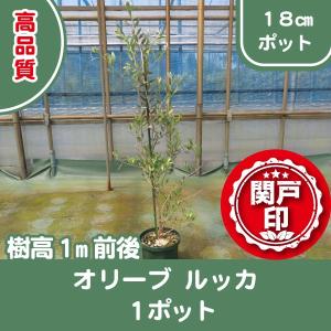 高品質　オリーブの木　ルッカ　18cmポット　1ポット　樹高1m前後　レビューを書いて特典あり