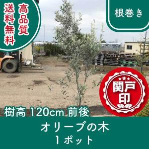 【予約商品:12月1日より順次発送予定】オリーブの木 根巻きタイプ 1ポット 樹高120cm前後 送料無料(関東・東海・関西・北陸・信越に限り) レビューを書いて特典