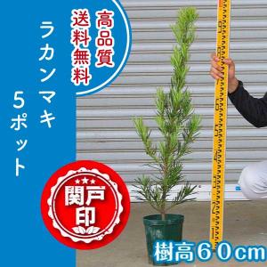 庭木：槙（ラカンマキ）*樹高100cm 佐川急便 らかんまき : 遊恵盆栽