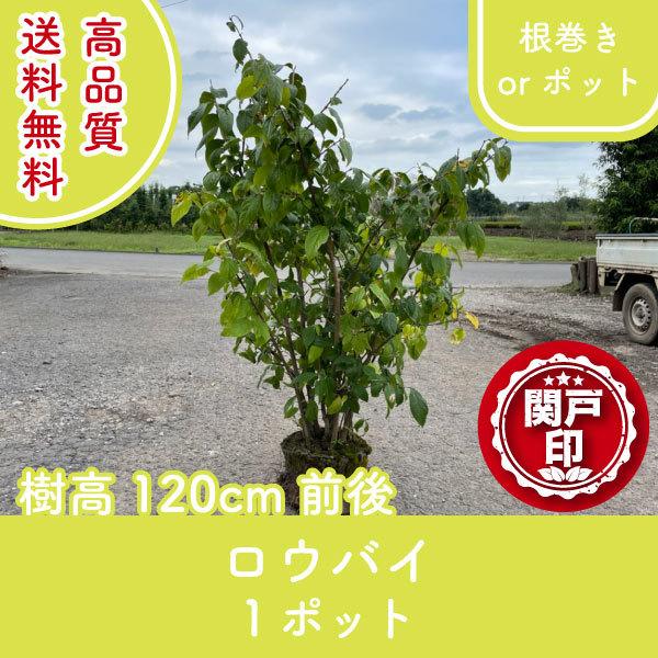 高品質 ロウバイ 根巻きorポット 1ポット 樹高120cm前後 送料無料(関東・東海・関西・北陸・...