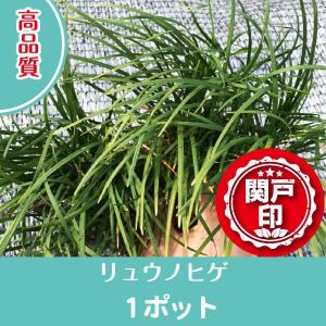 高品質　リュウノヒゲ　ポットタイプ　1ポット　9cmポット　レビューを書いて特典あり