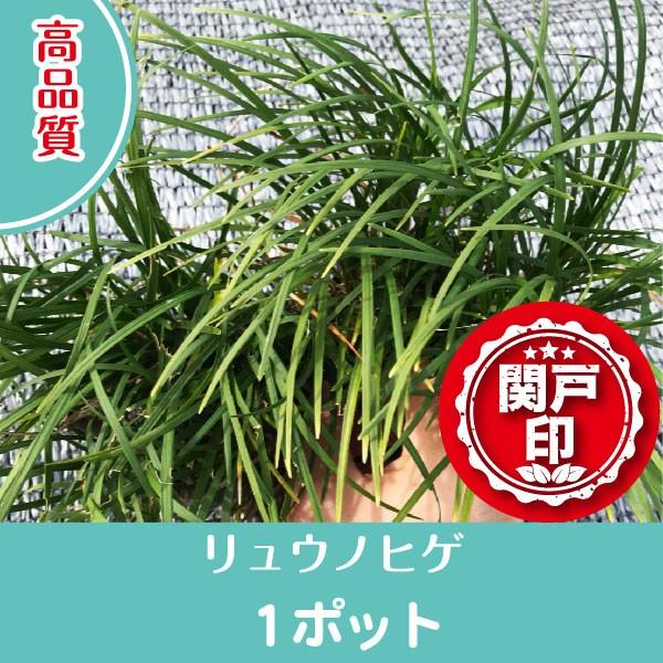 高品質　リュウノヒゲ　ポットタイプ　1ポット　9cmポット　レビューを書いて特典あり