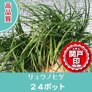 高品質　リュウノヒゲ　ポットタイプ　24ポット　9cmポット　レビューを書いて特典あり