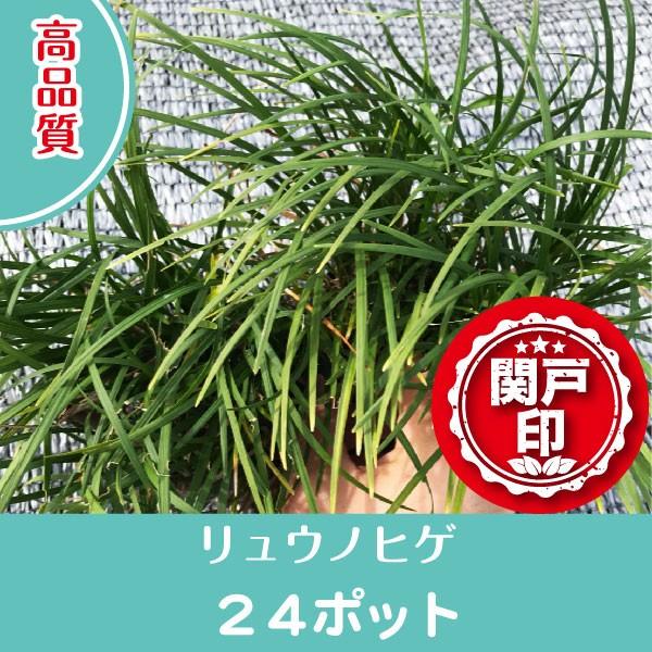高品質　リュウノヒゲ　ポットタイプ　24ポット　9cmポット　レビューを書いて特典あり