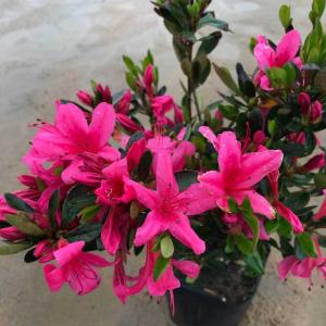 常緑樹の植木 庭木 常緑樹種類 常緑ツツジ サツキ 苗木 植木 花 ガーデニング 通販 Yahoo ショッピング