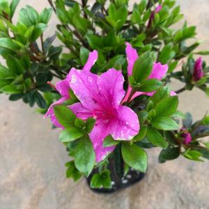 常緑樹の植木 庭木 常緑樹種類 常緑ツツジ サツキ 苗木 植木 花 ガーデニング 通販 Yahoo ショッピング