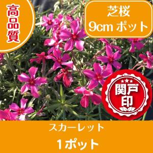 高品質 芝桜 スカーレット 9cmポット 1ポット グランドカバー 下草 雑草対策 北海道への配送不可｜s-engei