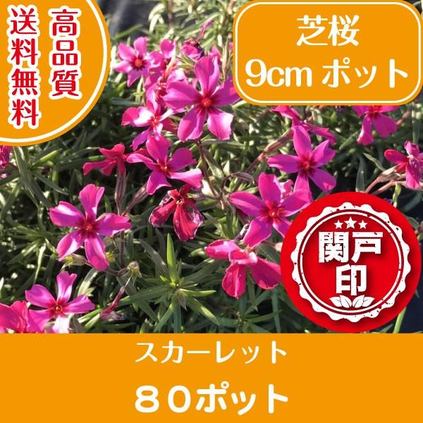 高品質 芝桜 スカーレット 9cmポット 80ポット 送料無料(関東・東海・関西・北陸・信越に限り)...