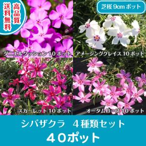 高品質 芝桜 4種類セット 9cmポット 各10ポット 合計40ポット 送料無料(関東・東海・関西・北陸・信越に限り) グランドカバー 北海道への配送不可｜s-engei