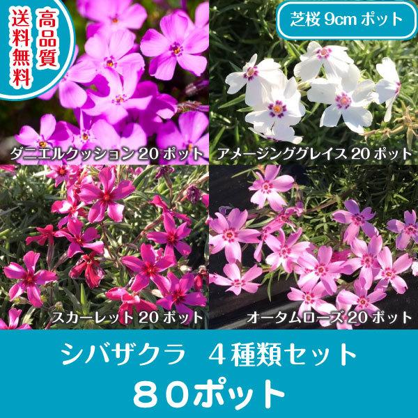 高品質 芝桜 4種類セット 9cmポット 各20ポット 合計80ポット 送料無料(関東・東海・関西・...