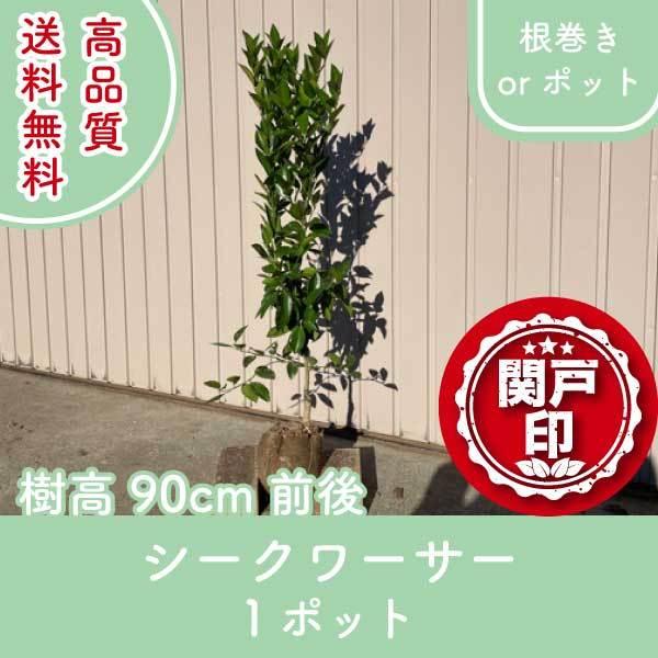 高品質 シークワーサー 根巻きorポット 1ポット 樹高90cm前後 送料無料(関東・東海・関西・北...