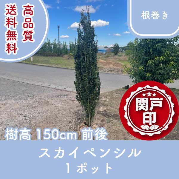 高品質 スカイペンシル 根巻きタイプ 1ポット 樹高150cm前後 送料無料(関東・東海・関西・北陸...