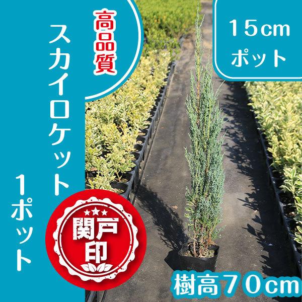 高品質　スカイロケット15cmポット　１本　レビューを書いて特典あり　シンボルツリー　庭木
