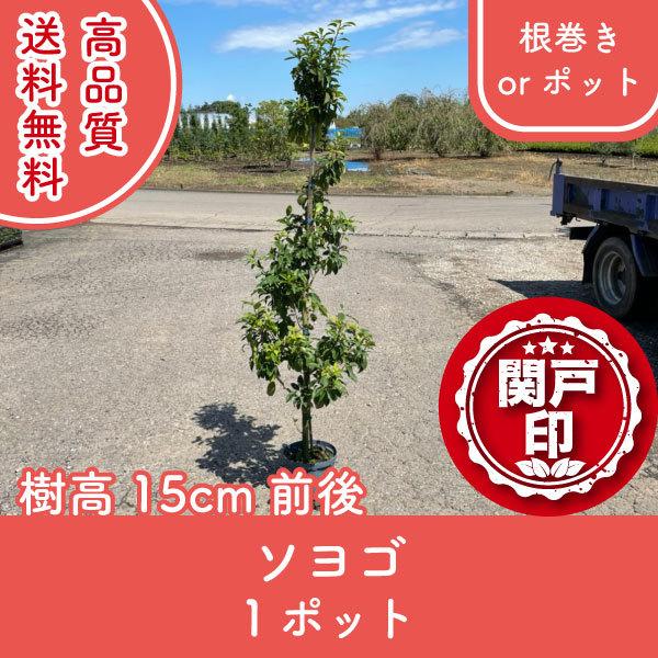 高品質 ソヨゴ 根巻きorポット 1ポット 樹高150cm前後 送料無料(関東・東海・関西・北陸・信...