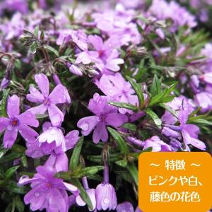 高品質 芝桜 スプラータ 9cmポット 1ポッ...の詳細画像1