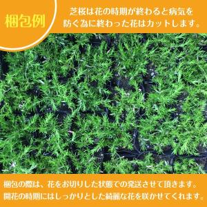 高品質 芝桜 スプラータ 9cmポット 1ポッ...の詳細画像2