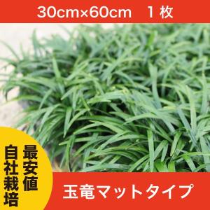 【通常販売開始】玉竜(タマリュウ)　マットタイプ　１枚　自家栽培  産地直送｜s-engei