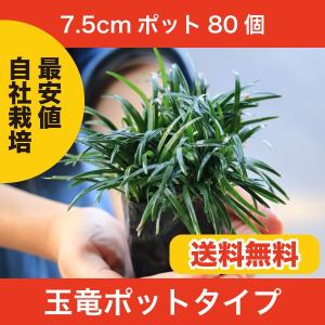 【通常販売開始】玉竜(タマ リュウ)　ポットタイプ　80個セット　自家栽培　送料無料(関東・東海・関西・北陸・信越に限り)　7.5cmポット｜関戸園芸