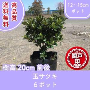 多肉植物：ユーフォルビア グロエネワルディ*幅14cm 現品 一品限り