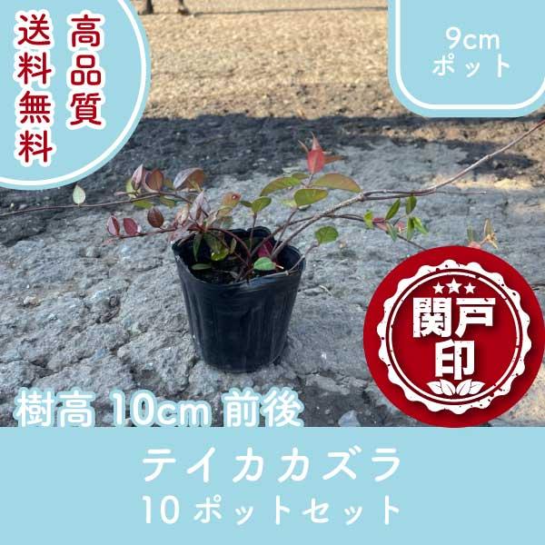 高品質 テイカカズラ ポットタイプ 9cmポット 10ポットセット 樹高10cm前後 送料無料(関東...
