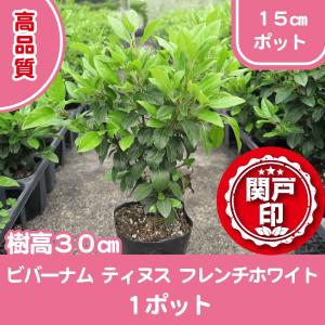 高品質 ビバーナム ティヌス フレンチホワイト ポットタイプ 15cmポット １ポット レビューを書いて特典あり!!