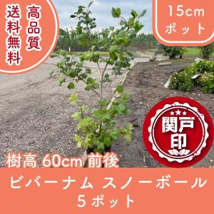 オオデマリ ジェミニ 5号ポット苗 咲き分け品種 : 苗木部 花ひろば