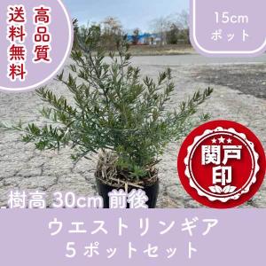 アメリカハナズオウ ルビーフォールズ ＊出荷までに2週間程度かかる