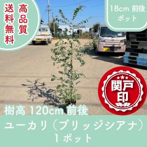 高品質 カクレミノ 15cmポット 1個 レビューを書いて特典あり シンボル