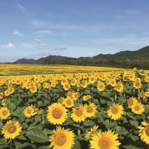 まんのう ひまわりオイルミニ(90g)の詳細画像2