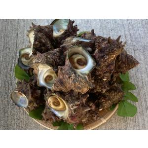 佐渡産天然活サザエ 5kg（約40〜50個入り） 佐渡島産 海産物