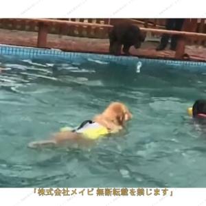ライフジャケット 犬用 ペットウェア ドッグウ...の詳細画像2