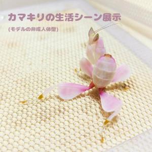 カマキリ専用飼育箱 アクリルカマキリかご カマ...の詳細画像4