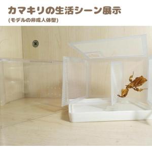 カマキリ専用飼育箱 アクリルカマキリかご カマ...の詳細画像5