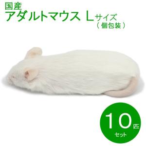 国産冷凍マウス    アダルトL　10匹　SAfarm 【冷凍エサ】