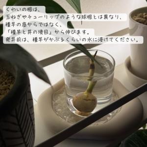 水草・観賞用に 鳥取県産 種芋から育てるくわい...の詳細画像1