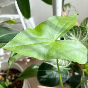 水草・観賞用に 鳥取県産 種芋から育てるくわい...の詳細画像4