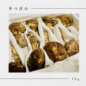 松茸　北海道　500g 訳あり　国産① 北海道 松茸 500g 訳あり 北海道 松茸 500g 訳あり② 国産 松茸