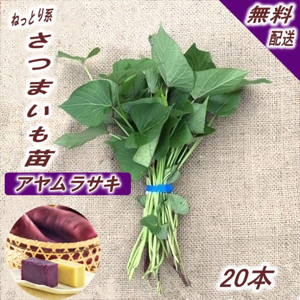 【予約】【納品希望日選択可】アヤムラサキ20本 紫芋 イモヅル 芋づる サツマイモ苗 切り苗 PVP...