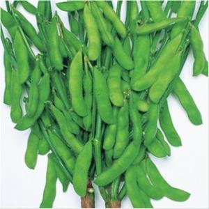 枝豆の種 江戸緑 1L ( 野菜の種 )