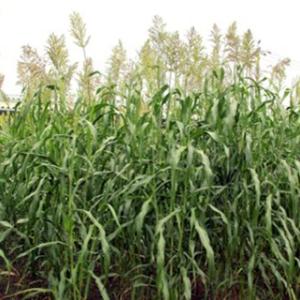 緑肥の種 ファインソルゴー 1kg