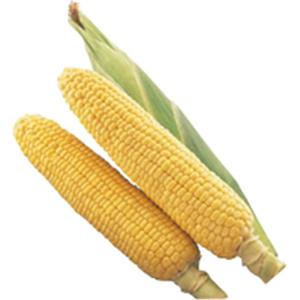 トウモロコシの種 夏まき味甘ちゃん 200粒